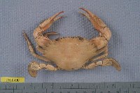 藏品(日本蟳)的圖片